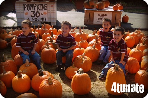 pumpkin patch quadruplets