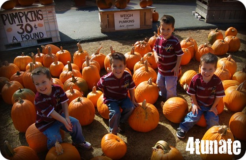 pumpkin patch quads