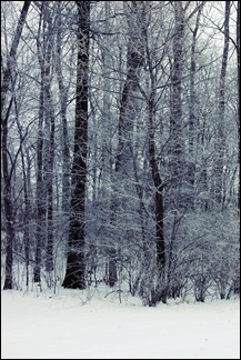 beautiful trees with snow