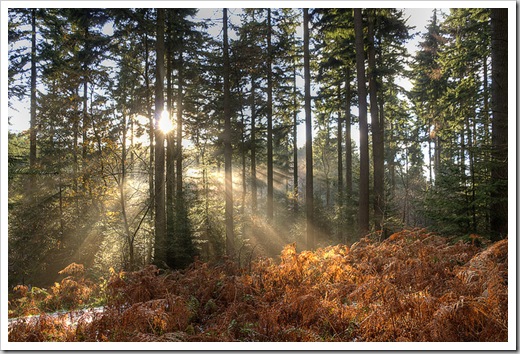 sunbeams coming through trees