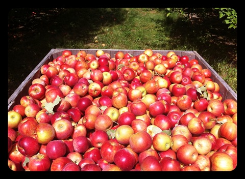 beasley's orchard danville indiana apples