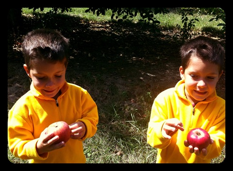 pick your own apples indiana