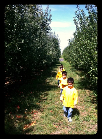 walking through the apple orchard