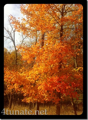 indiana fall trees changing color