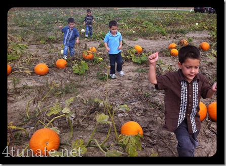 indianapolis pick your own pumpkin patch