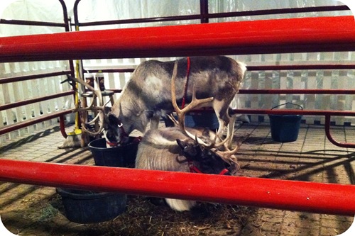 reindeer exhibit at indianapolis christmas at the zoo