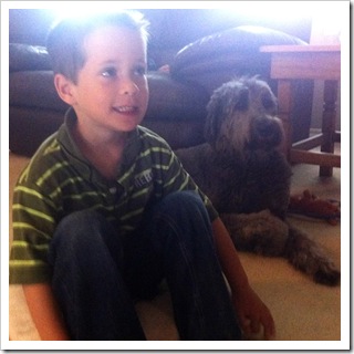 gray labradoodle female calm great with kids