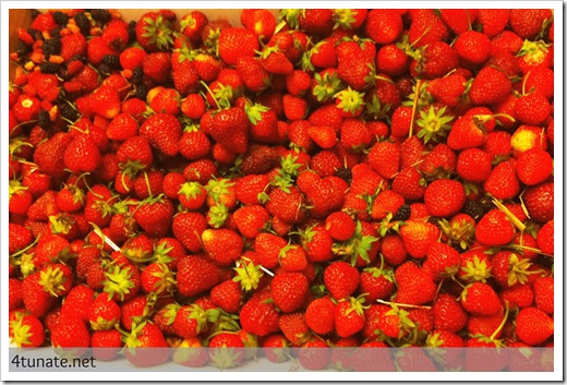 fresh picked strawberries by the pound indiana