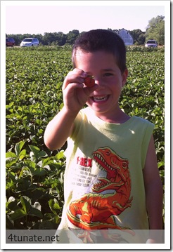 picking indiana strawberries in noblesville