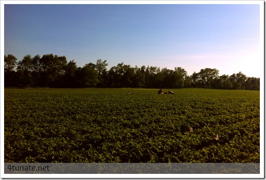 pick your own strawberry fields spencer farm noblesville 