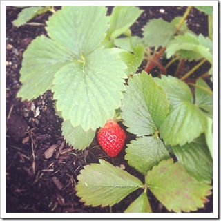strawberry plants fruit gardening