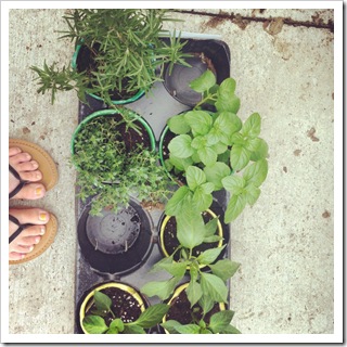 transplanting seedlings for square foot gardening