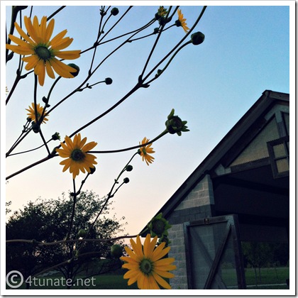 indiana wildflowers summer.jpg