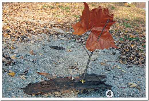 make a homemade sailboat with bark and sticks