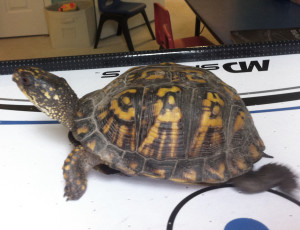 box_turtle