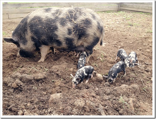 conner prairie baby animals