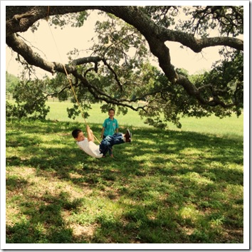 live oak wooden swing