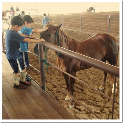 petting horses with kids