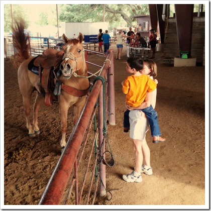 texas rodeo petting horses