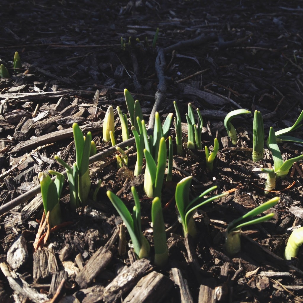 the-promise-of-spring-flowers