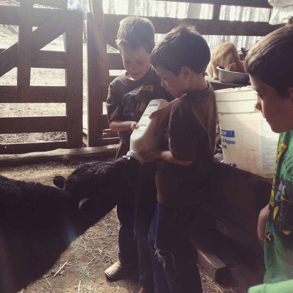 bottle-feeding-calf-barn