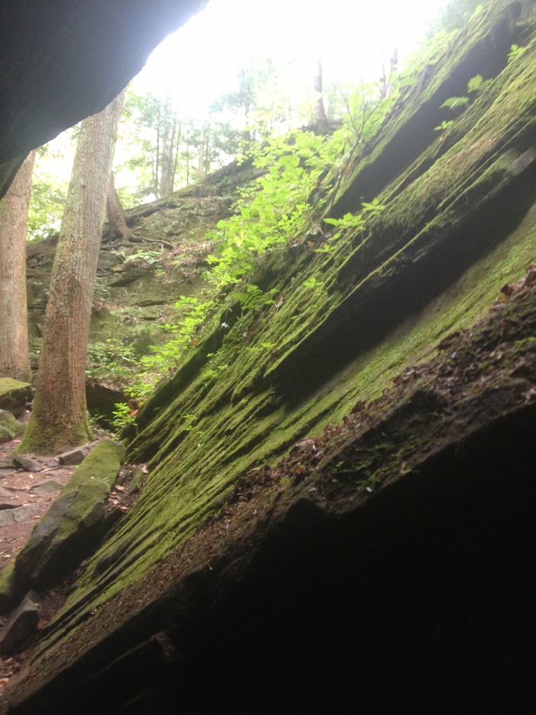 turkey-run-state-park-beauty-moss